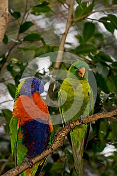 Two Lorikeets