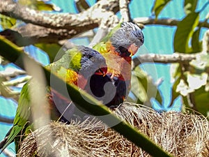 Two loris parrots cuddling on the branch