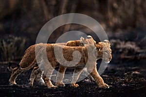 Two lost lion kitten cub in nature. African lion, fire burned destroyed savannah. Cats black ash and cinders, Savuti, Chobe NP in