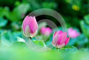 Two lotus flower buds