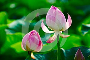 Two lotus flower buds photo