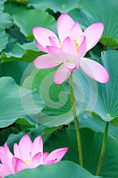 Two lotus flowers