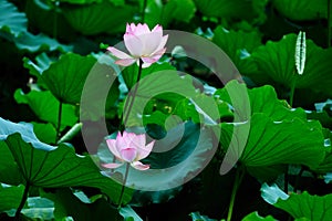 Two Lotus flowers