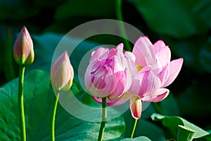 Two lotus flowers and buds photo