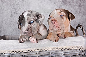 Two Louisiana Catahoula Leopard Dogs puppies on gray background