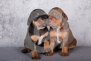 Two Louisiana Catahoula Leopard Dogs puppies on gray background