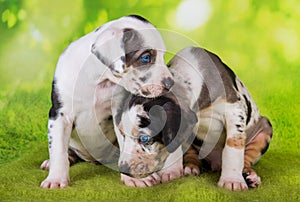 Two Louisiana Catahoula Leopard Dogs puppies on green background