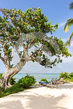 Two lounge chairs under young baobab tree. Empty tropical resort. Pair of chairs on tropical beach. Luxury villa outdoor.