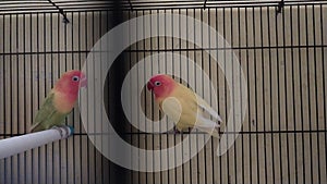 Two Love bird in the cage