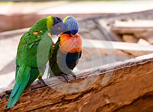 Dos observación de aves 