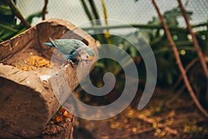 Two love birds in an aviary