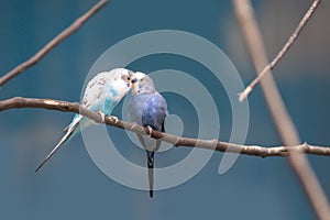 Two love birds on a branch