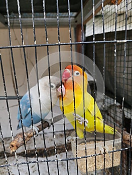 Two love birds in a cage