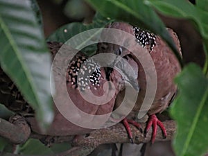 Dos observación de aves 