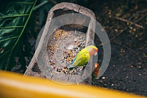 Two love birds and their seeds in an aviary