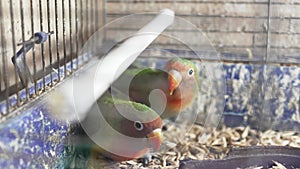 two lovebird birds in a cage. sale of poultry at the animal fair.