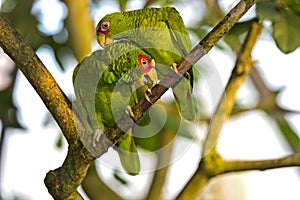 Two Lovebirds, Agapornis spec., parrot