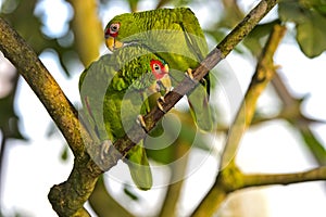 Two Lovebirds, Agapornis spec., parrot photo