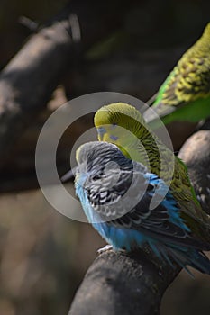 Two lovebirds budgerigars on a branch