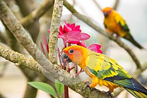 Two lovebirds eating plumeria.