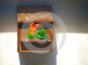 Two lovebirds enjoying each other`s company in the birdhouse