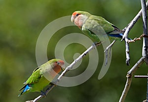 Two lovebirds sitting together on a branch