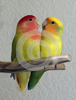 Two lovebirds snuggled up together