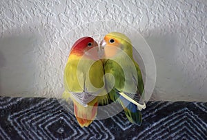 Two lovebirds snuggled up together