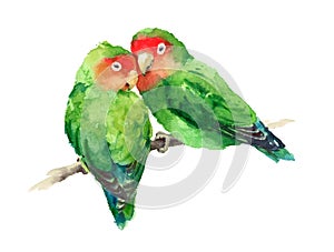 Two Lovebirds Watercolor Exotic Bird Love Illustration Hand Drawn photo