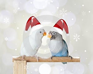 Two lovebirds wearing Christmas hat