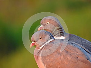 Two lovebirds wood pigeons