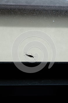 Two lovebugs on the window