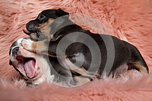 Two lovely American bully puppies playing and yawning