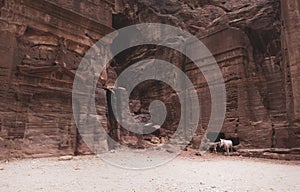 two lovely Bedouin donkes, resting on the red stone cliff around tombs in Petra