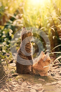 two lovely cats are basking in the grass