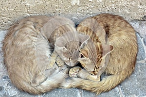 Two Lovely Cats Spooning with Each Other