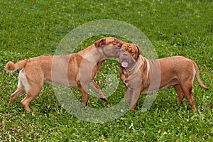 Two lovely dogs playing in the summer garden
