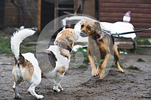 two lovely dogs playing together at the shelter