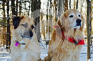 Two lovely dogs are special friends