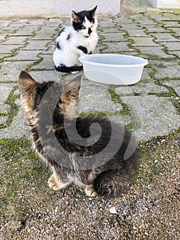 Two lovely kitten waiting to feed at street