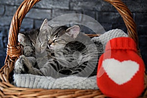 Two lovely kittens sleeping in a wicker basket