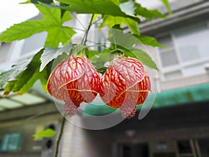 Two lovely lantern flowers, Bell flower, Red veined abutilon.