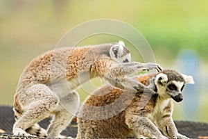 Two lovely Lemur playing