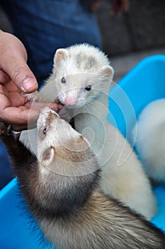 Two Lovely Martens