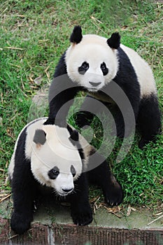Two lovely Pandas