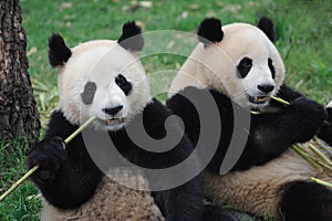 Two lovely pandas eating bamboo photo