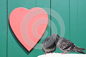 Two lovely pigeons kissing on green wooden background with red heart