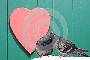 Two lovely pigeons kissing on green wooden background with red heart