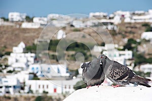 Two lovely pigeons kissing on a white stone