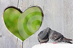 Two lovely pigeons kissing on wooden background with heart